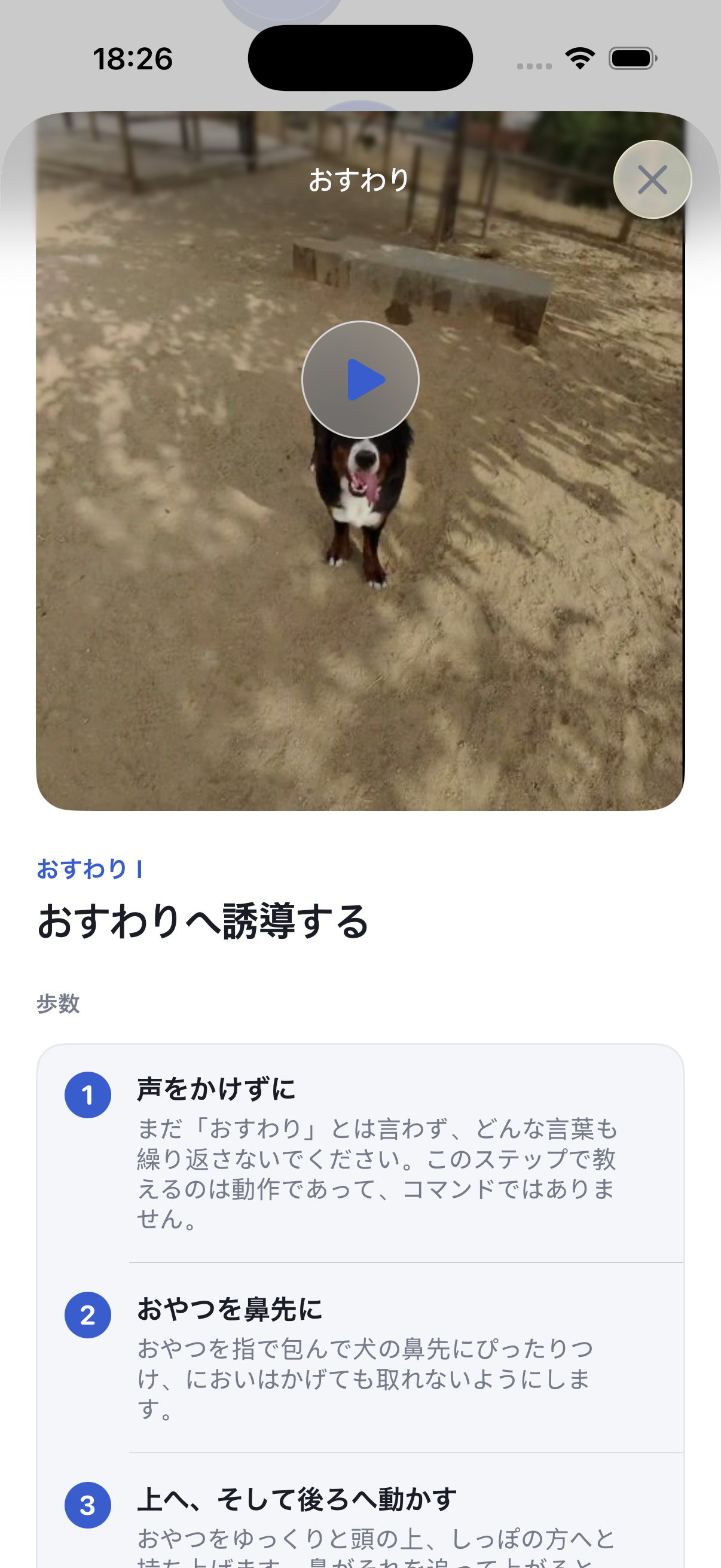 1日5分で愛犬をトレーニング