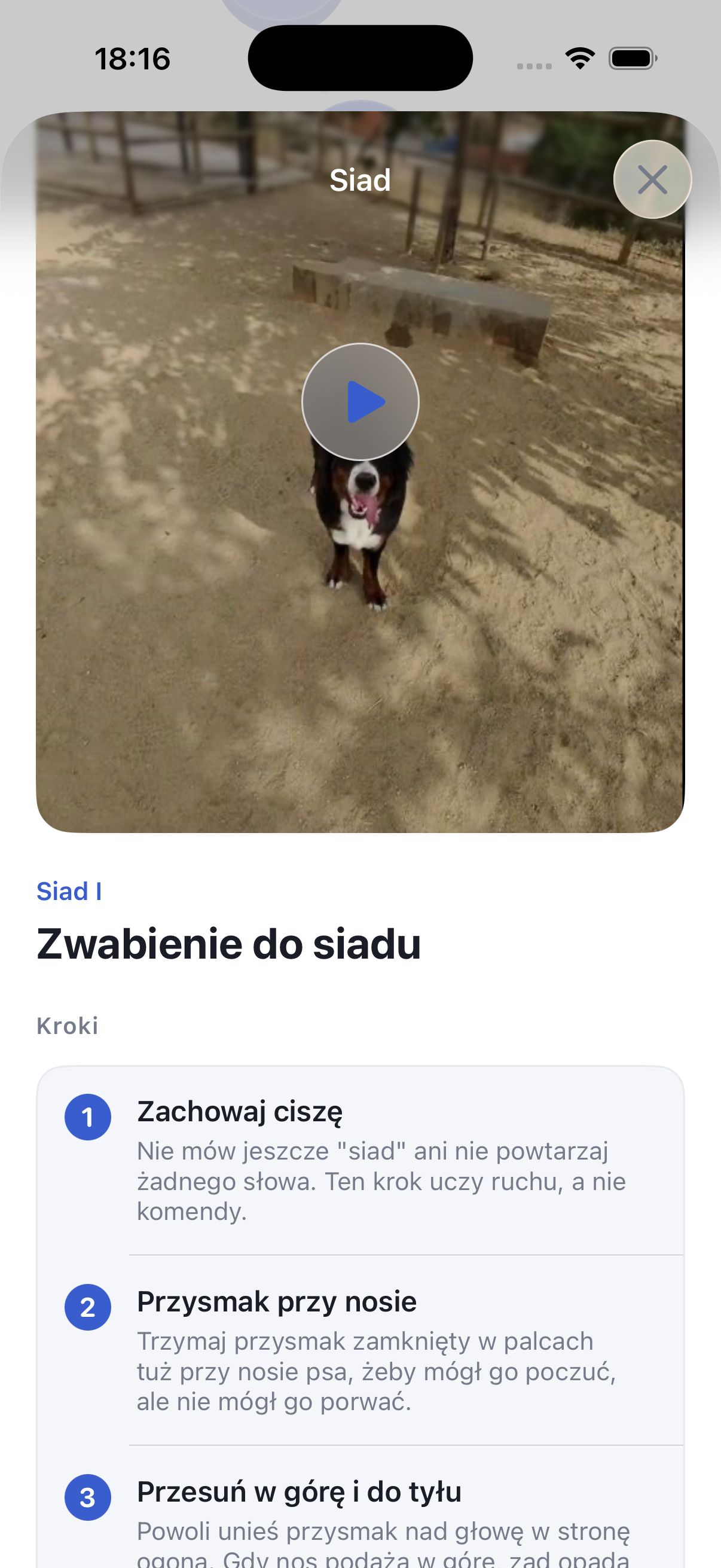 Trenuj psa w 5 minut dziennie